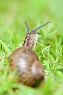 Aspersa: Common Snail on lawn
