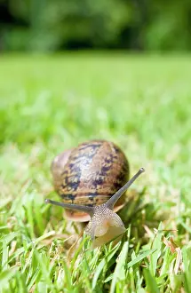 Aspersa: Common Snail on lawn