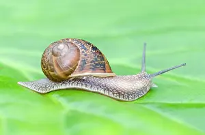 Aspersa: Common Snail on leaf