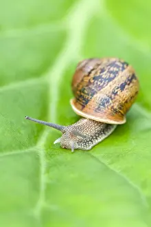 Snails: Common Snail on leaf - Norfolk UK