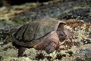 Lisa Svedberg: Common Snapping Turtle