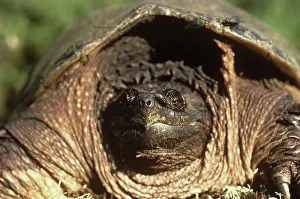Lisa Svedberg: Common Snapping Turtle