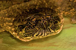 Serpentina: Common Snapping Turtle