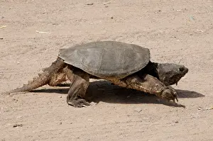 Snapper: Common Snapping Turtle