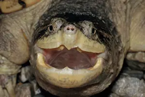 Chelonian: Common Snapping Turtle