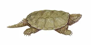 Snapper: Common Snapping Turtle