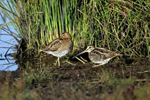 Snipes: Common Snipe - 2 birds resting at lake's edge