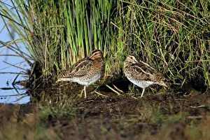Snipes: Common Snipe - 2 birds resting at lake's edge