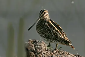 Snipes: Common Snipe
