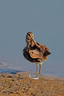 Snipes: Common Snipe