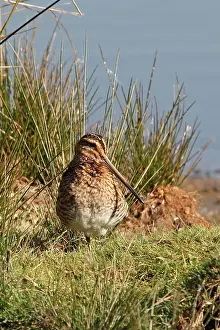 Snipes: Common Snipe
