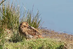 Snipes: Common Snipe