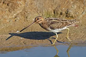 Snipes: Common Snipe