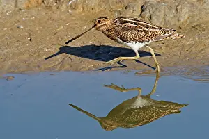 Snipes: Common Snipe
