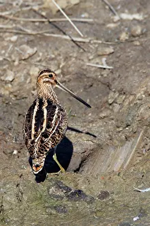 Snipes: Common Snipe