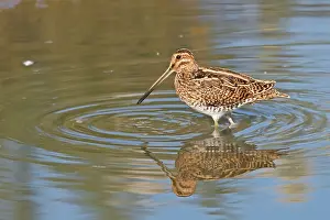 Snipes: Common Snipe