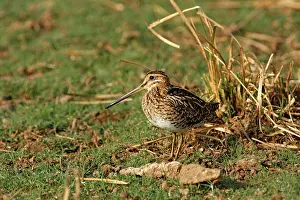 Snipes: Common Snipe