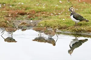 Gallinago: Common Snipe