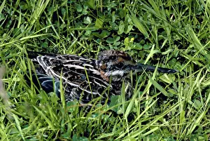 Gallinago: Common Snipe