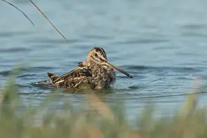 Gallinago: Common Snipe