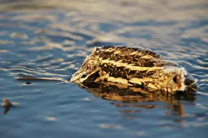 Gallinago: Common Snipe