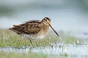 Gallinago: Common Snipe