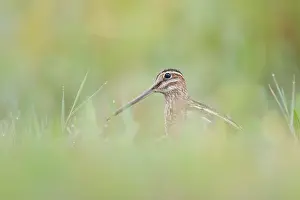 Gallinago: Common Snipe