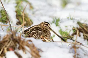 Gallinago: Common Snipe