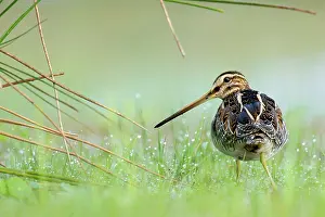 Gallinago: Common Snipe