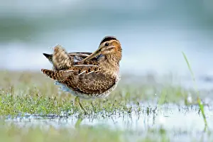 Gallinago: Common Snipe