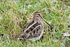 Gallinago: Common Snipe