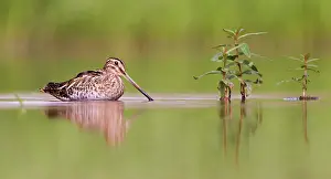 Gallinago: Common Snipe