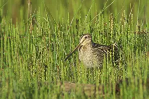 Gallinago: Common Snipe