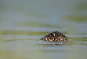 Gallinago: Common Snipe