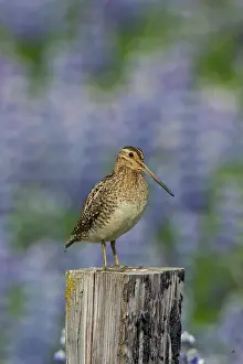 Gallinago: Common Snipe - adult bird standing on a post in