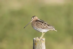 Gallinago: Common Snipe - adult bird standing on a post - Germany