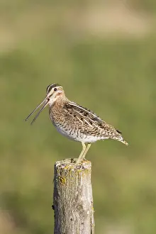 Gallinago: Common Snipe - adult bird standing on a post - Germany