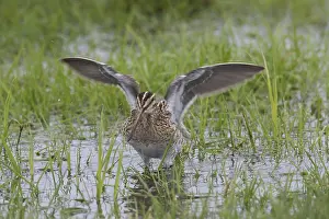 Gallinago: Common Snipe - adult male flapping its wings - Germany