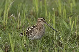 Gallinago: Common Snipe - adult male in meadow - Germany
