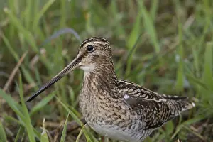 Gallinago: Common Snipe - adult male in meadow - Germany