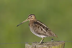 Gallinago: Common Snipe - adult male perched on fence post - Germany