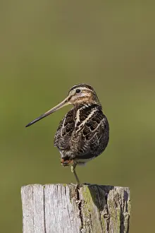 Gallinago: Common Snipe - adult male perched on fence post - Germany