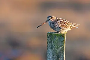 Common Snipe - adult perching on fence post