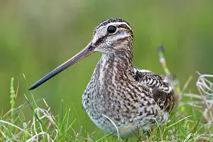 Snipes: Common Snipe - Close-up of single adult on ground