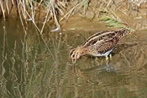 Snipes: Common Snipe - feeding