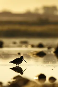 Gallinago: Common Snipe - feeding on marsh shore - Casile