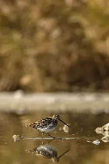 Gallinago: Common Snipe - feeding on marsh shore - Casile