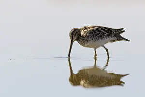 Gallinago: Common Snipe - feeding on marsh shore - Casile