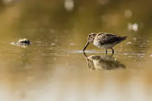 Gallinago: Common Snipe - feeding on marsh shore - Casile