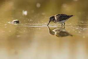 Gallinago: Common Snipe - feeding on marsh shore - Casile